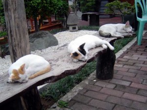Click to see cute cats up close. This was taken at Little Tokyo, a restaurant square in Makati.