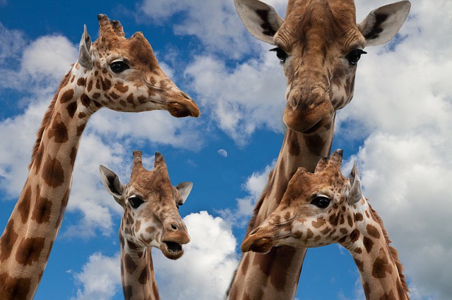 giraffes-627033_640