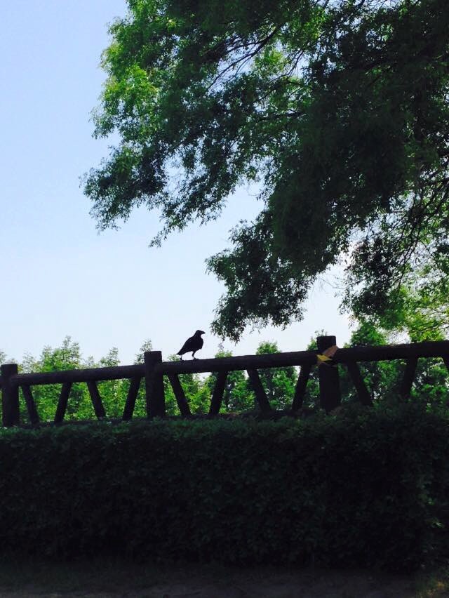 A crow and a pretty fence pattern at the Osaka Castle park.