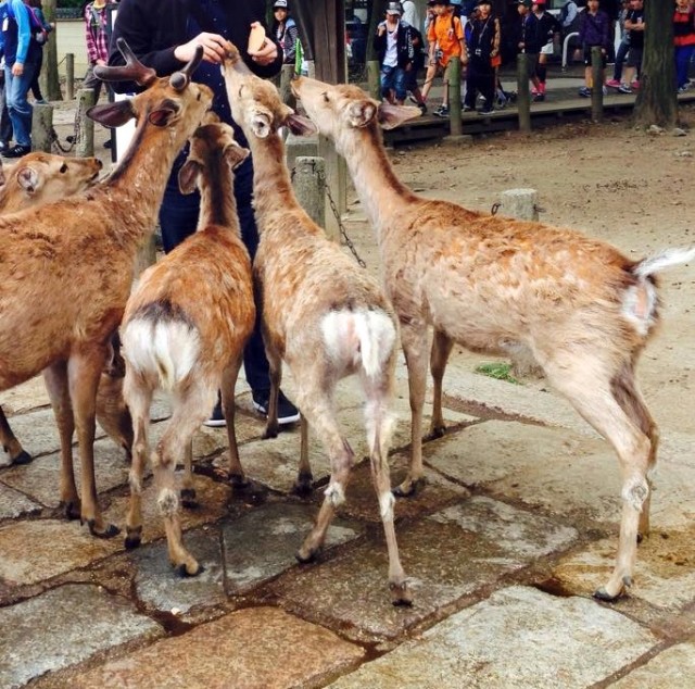 Even the deer are behaving properly here.
