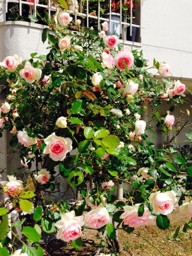 Flowers all a-bloom on one of the streets. They were contained in a small area but were bursting with pretty blooms.