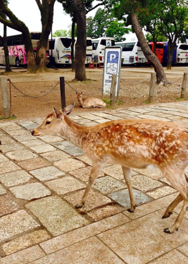 Why did the deer cross the road? At Nara Deer Park.