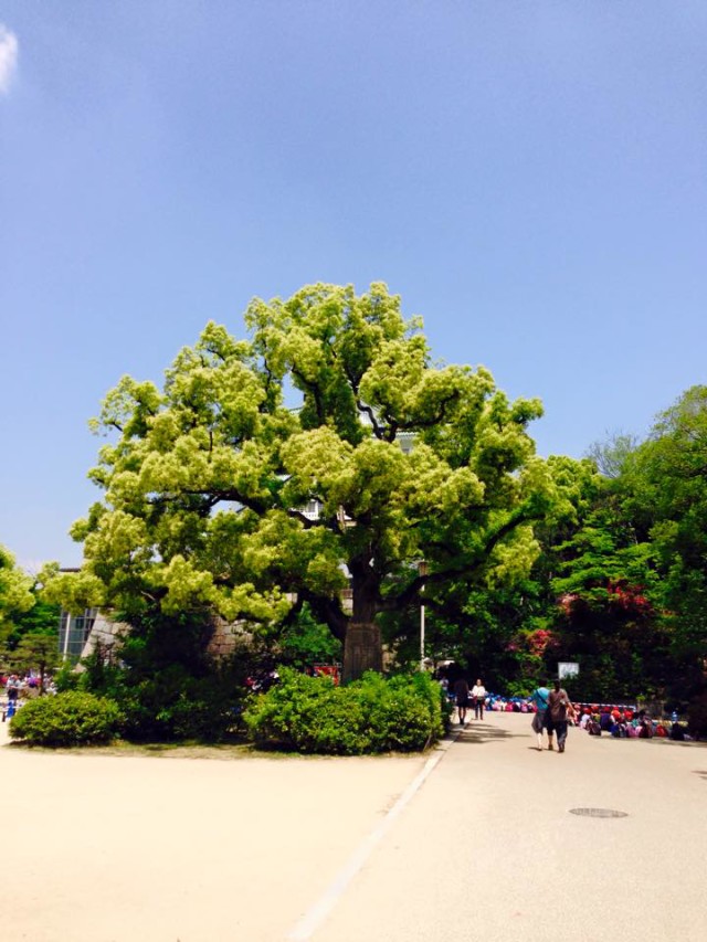 The trees look so healthy and plump. Can you use the word plump to describe a tree? Okay, maybe fluffy.