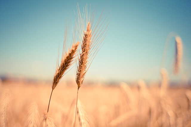 wheat-865152_640